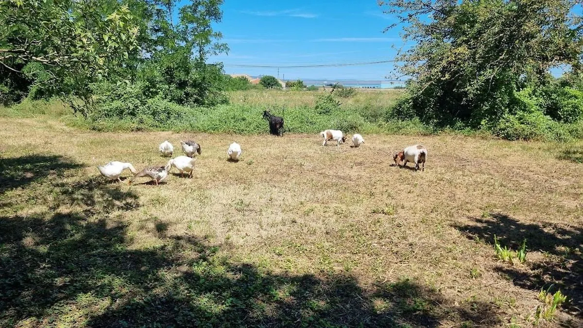 Apartment Gite A La Ferme Chez Chris Bollene